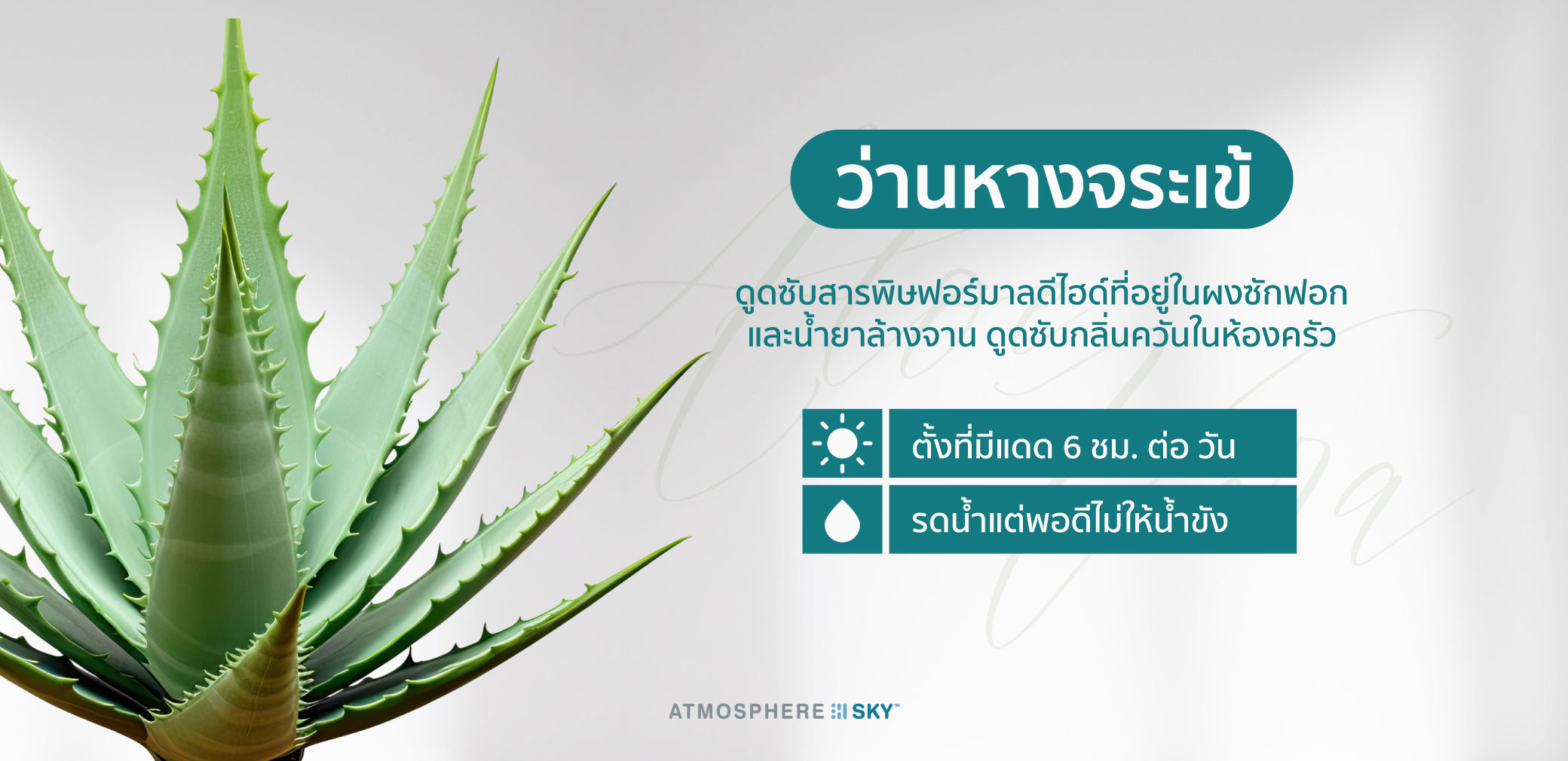 ว่านหางจระเข้ (Aloe Vera)