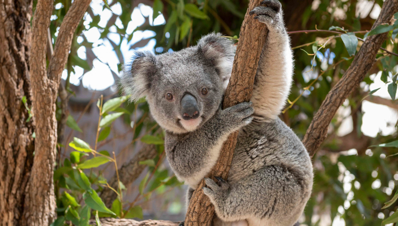 Hug a koala_shutterstock_1249424581_786x446.jpeg