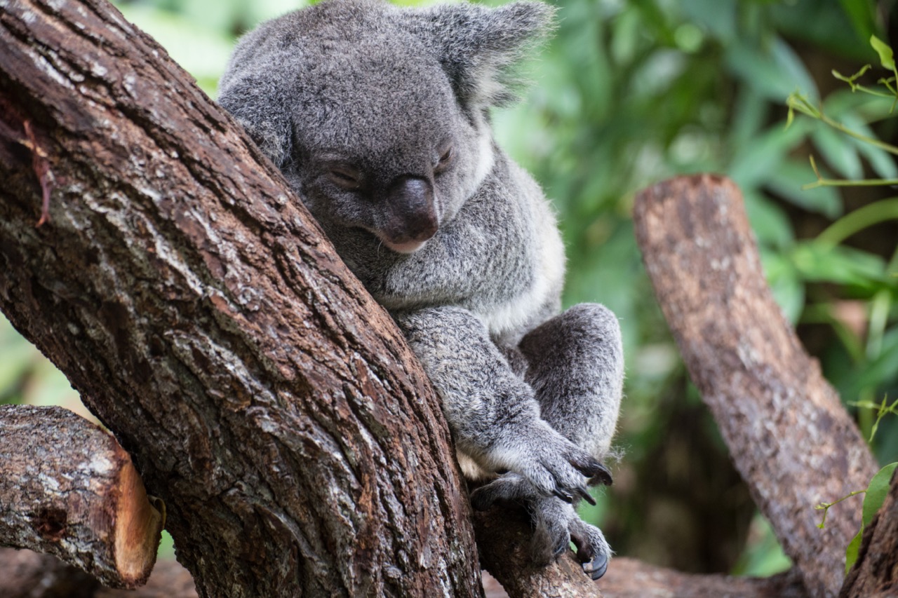 final_koala gardens.jpeg