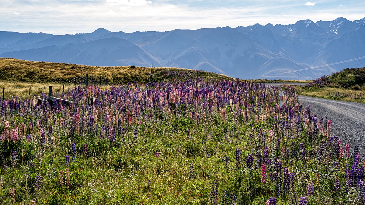 Field of lupins near Lake Tekapo with road in foreground (1) Large.jpeg
