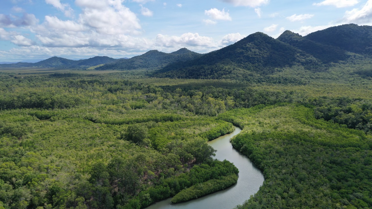 final The Wet Tropics forest .jpeg