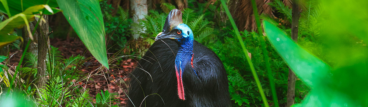 Best Zoos and Wildlife Sanctuaries to Visit in Queensland