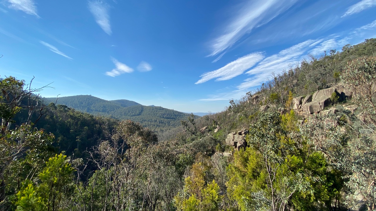 final Corin forest .jpeg