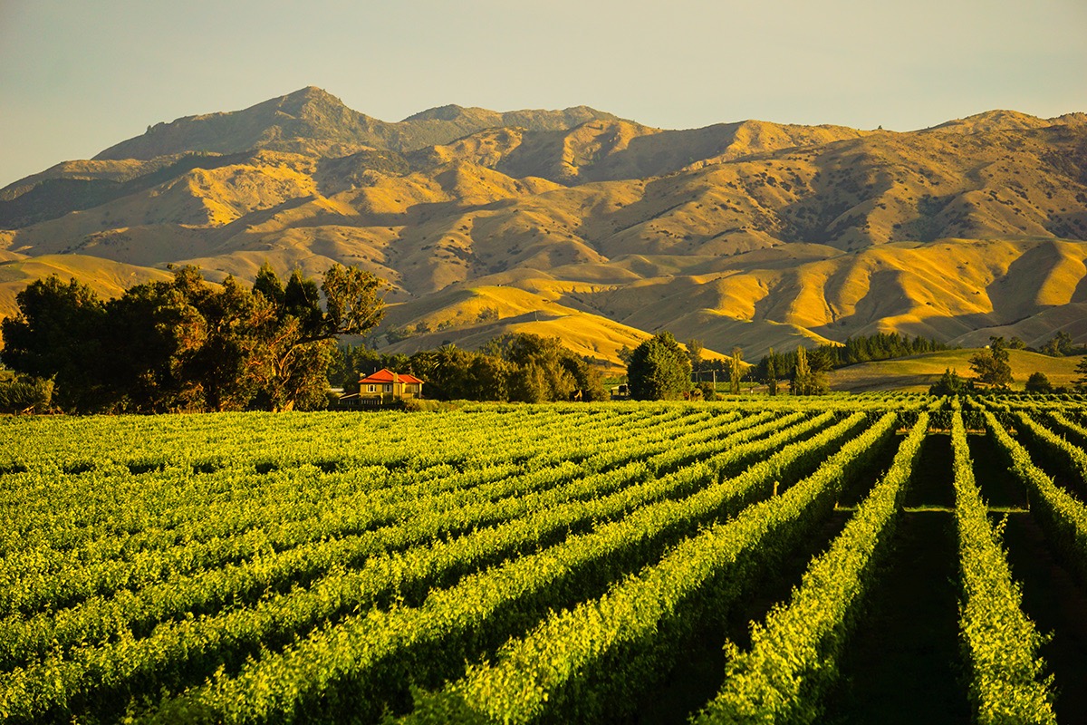 Blenheim_winery_(1)_Large.jpeg