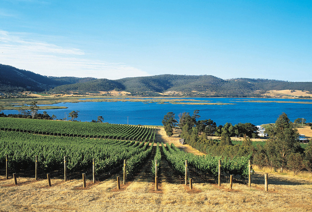 Best of Tassie’s North Coast: Wine Tours & Sightseeing