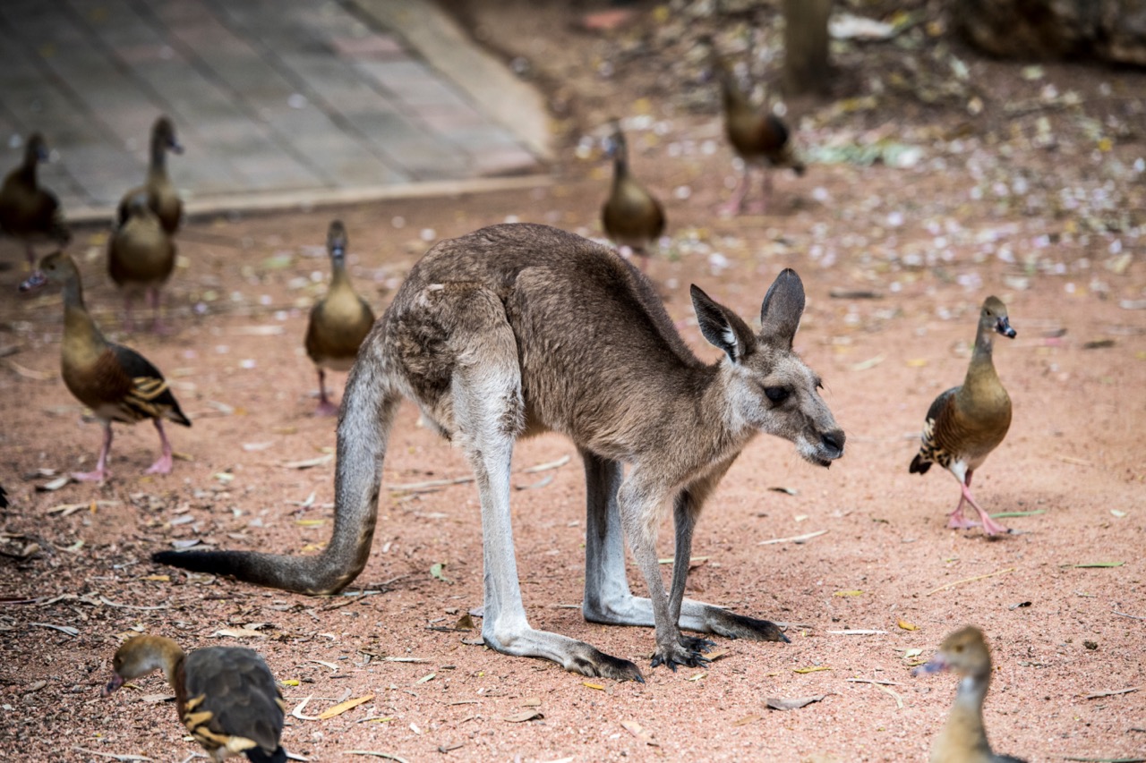 compressed_billabong_sanctuary.jpeg