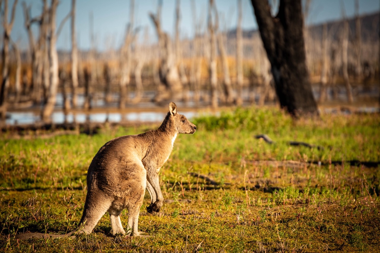 Kangaroo_River_Large.jpeg
