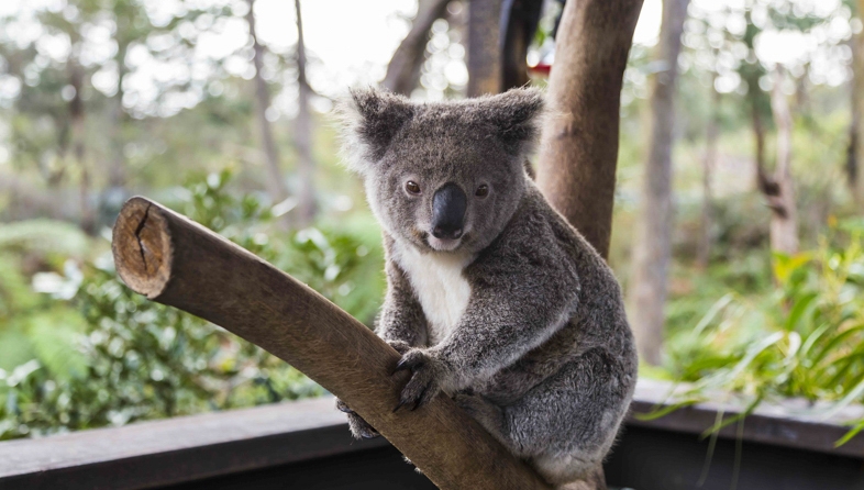 The Best Zoos and Wildlife Sanctuaries to Visit in and Around Sydney