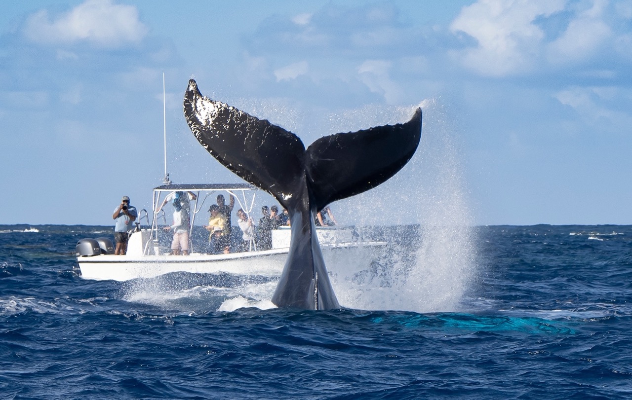 Whale-watching boat off the Kaikōura coast with visible whale tail. Large.jpeg