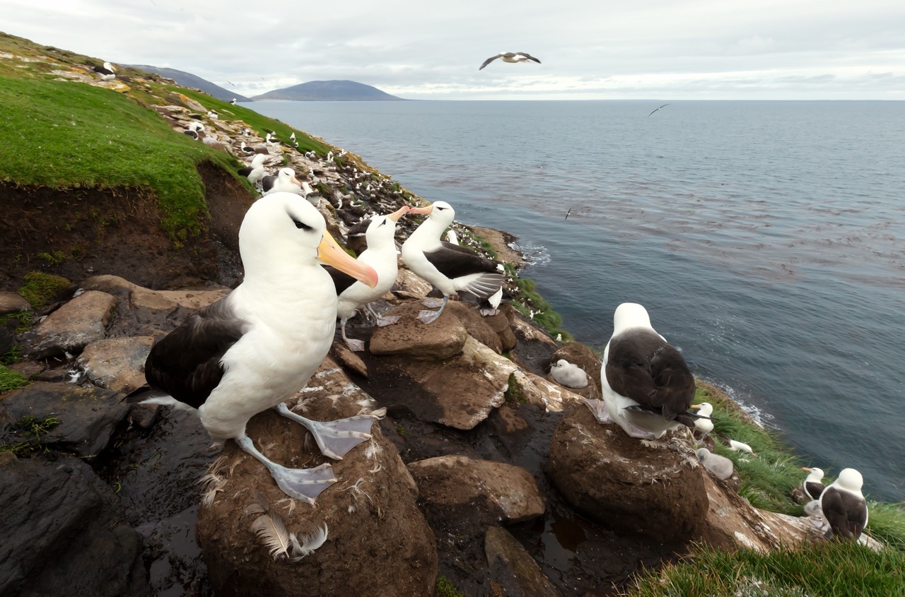 Albatrosses_on_a_beach_Large.jpeg