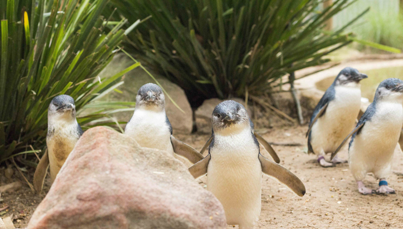 Phillip Island penguins_shutterstock_389086639_786x446.jpeg
