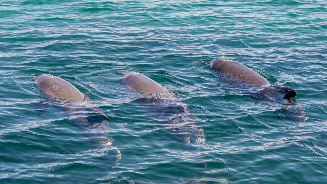 How to Spend a Week in Perth with Children