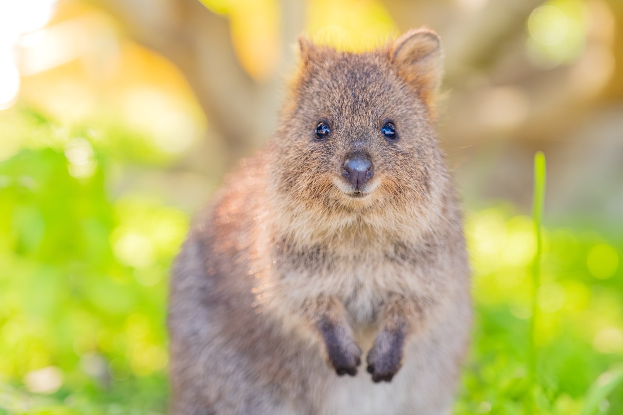 Rottnest_Island_scenic_or_quokkas_Large.jpeg
