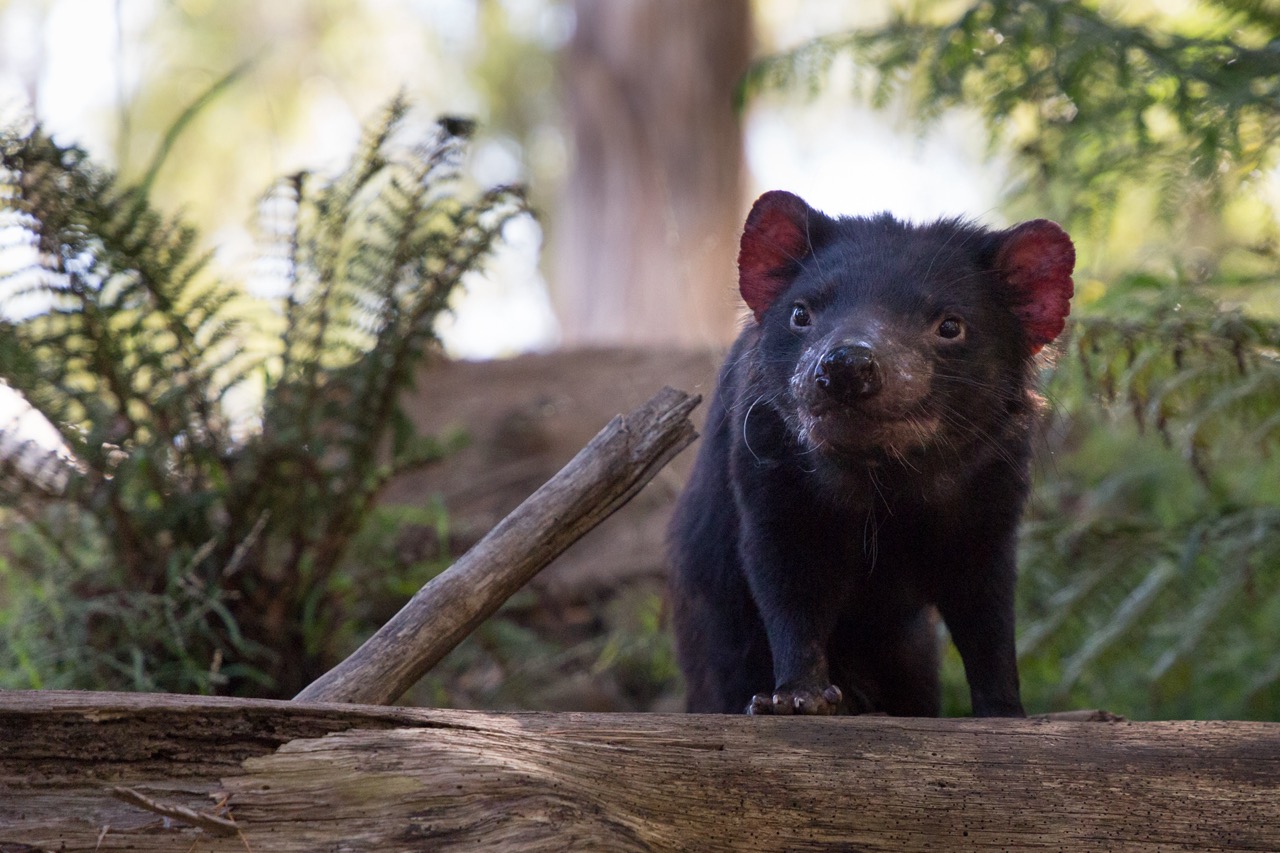 final_tasmanian_devil.jpeg