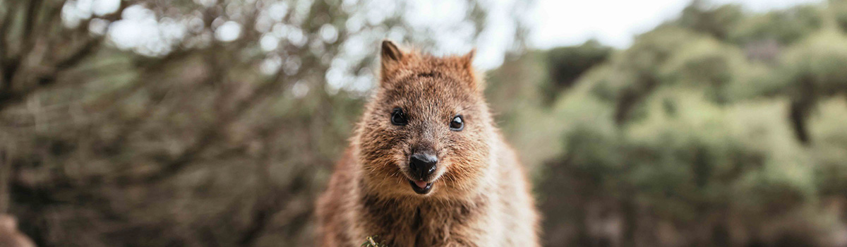 Top Australian Animal Experiences