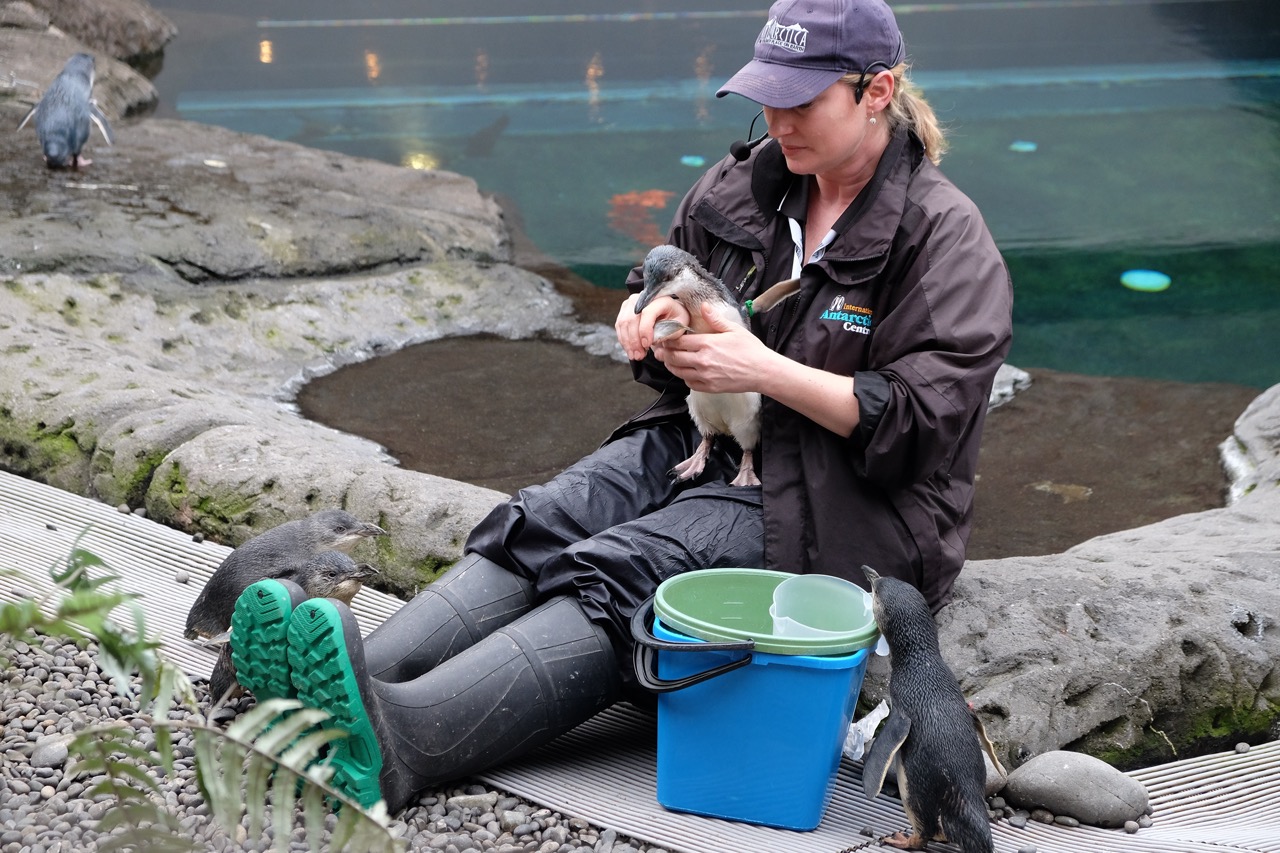 final_antarctic centre.jpeg