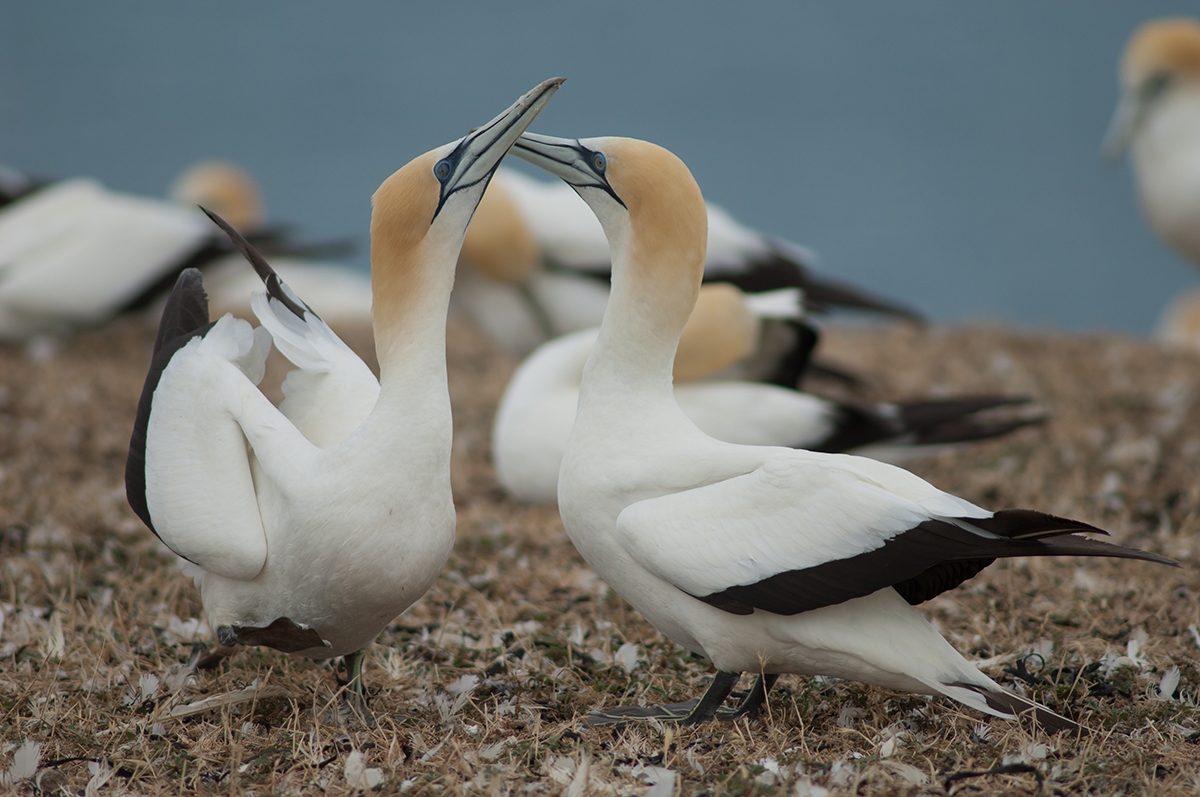 Gannet_colony_at_Cape_Kidnappers_Gannet_Reserve_(1).jpg