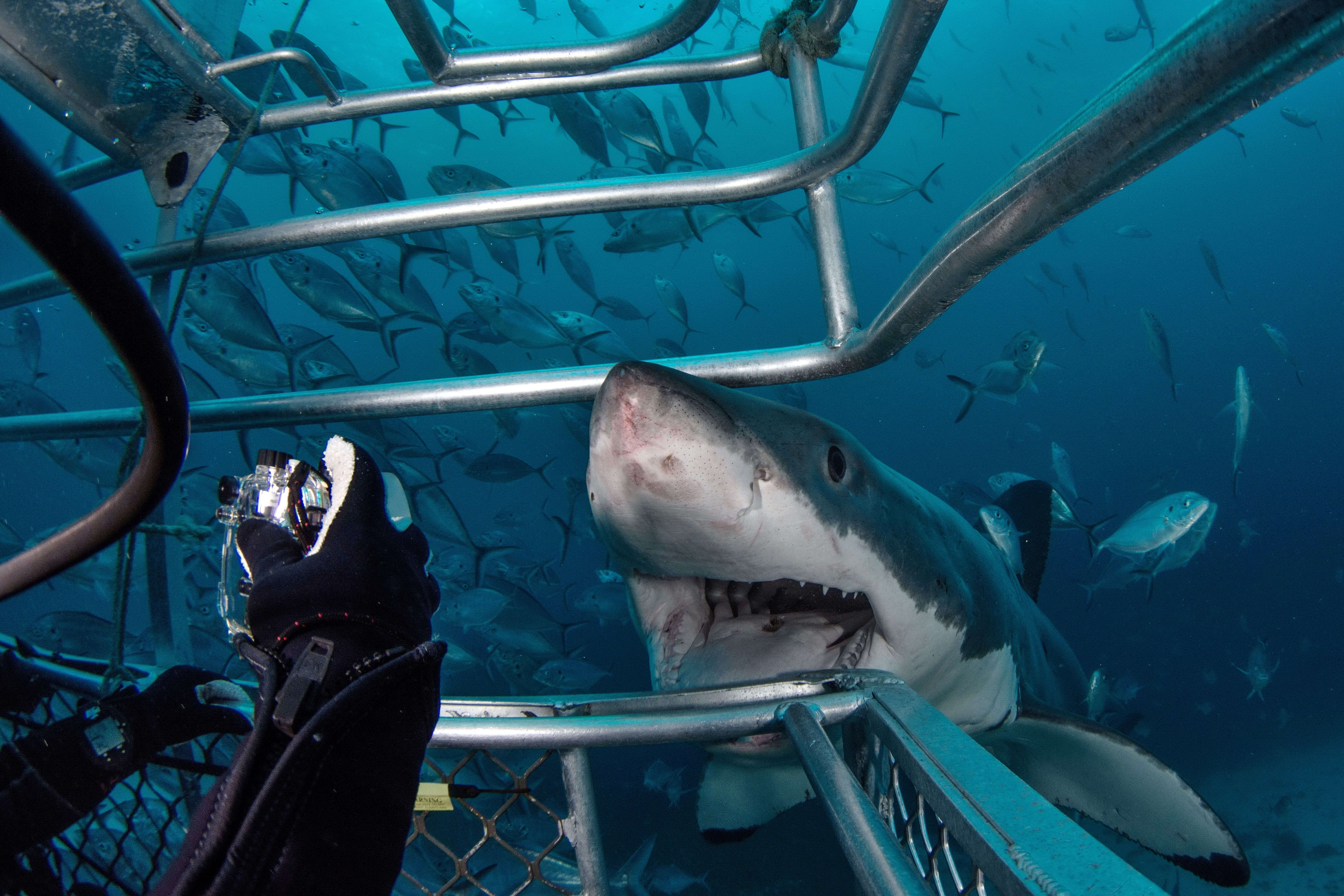 COMPRESSED_Diving_Great_White_Shark_shutterstock_648435268-min.jpg