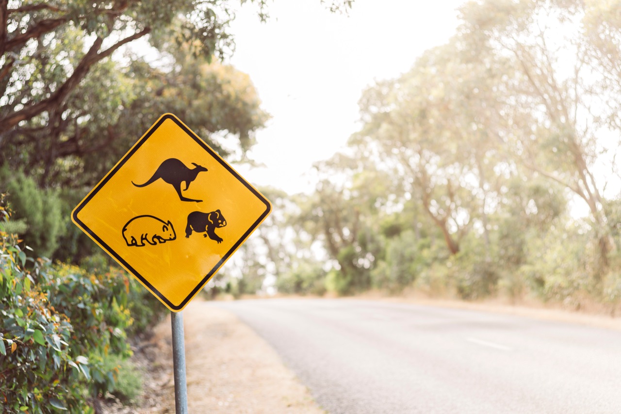 A Road Tripper’s Guide to South Australian Wildlife