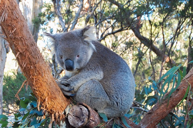 koala-final-final.jpeg