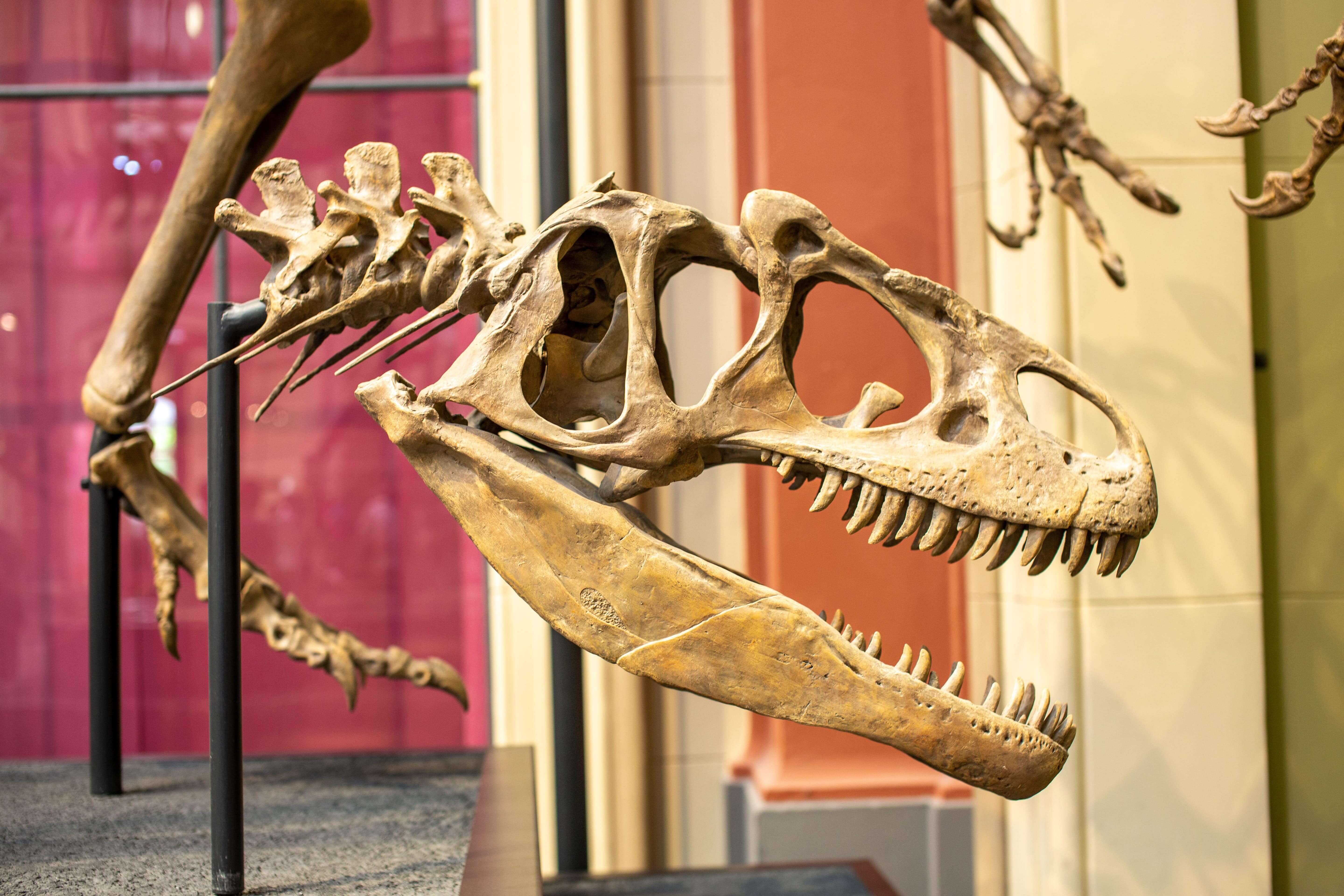 COMPRESSED_national_dinosaur_musuem_shutterstock_1910008033-min.jpg