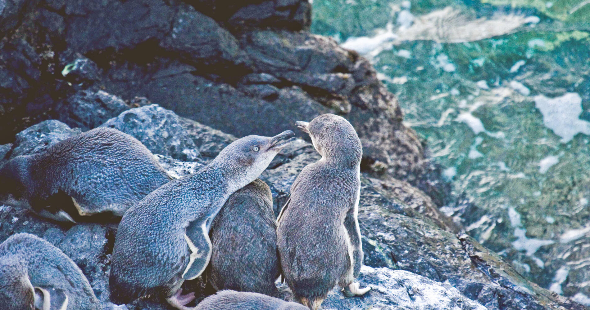 Unique Holiday Activities in the South Island