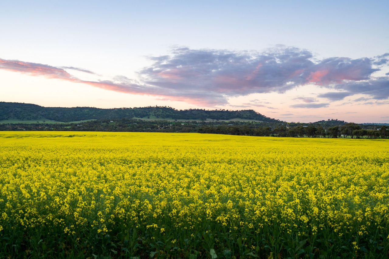 Final York Canola Fields.jpeg