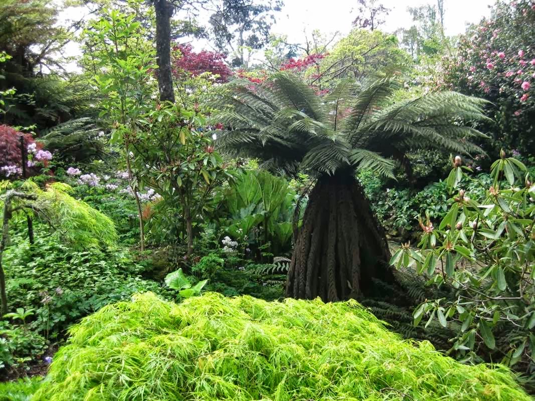 final_glenfalloch woodland.jpeg