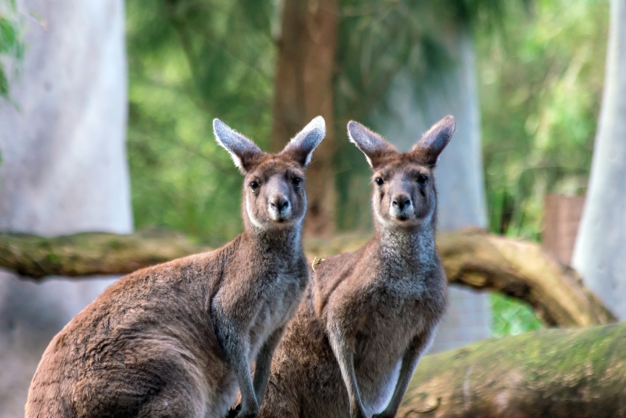 Perth_Zoo_Large.jpeg
