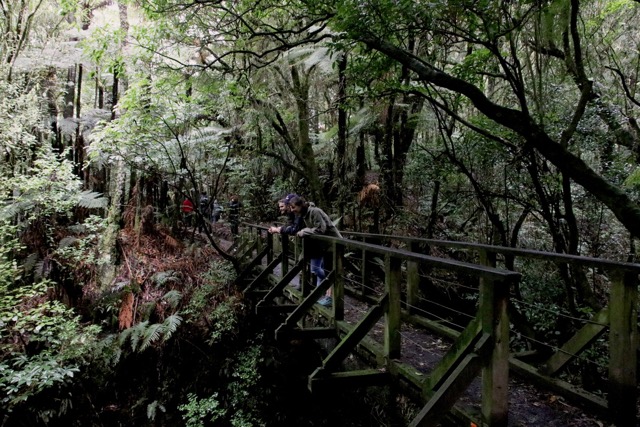 Manawatu-Gorge-Loop-Track-Bridge-2019_final.jpeg