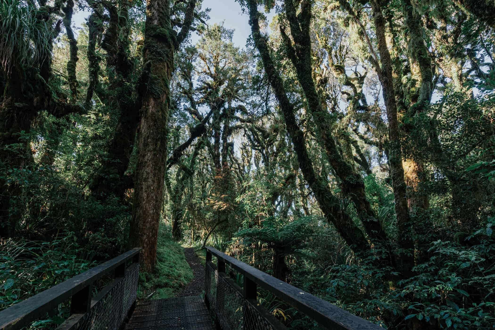 kamahi-loop-track_goblin-forest__7501528-hdr_final.jpg