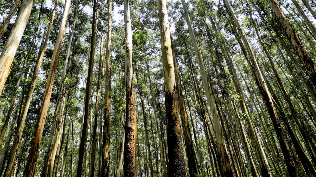 Family_walking_down_a_forested_trail_with_eucalyptus_trees_Large.jpeg