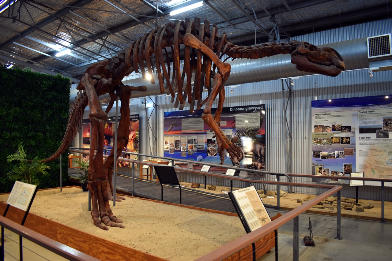 Muttaburrasaurus_bones_at_Flinders_Discover_Centre_Large.jpeg