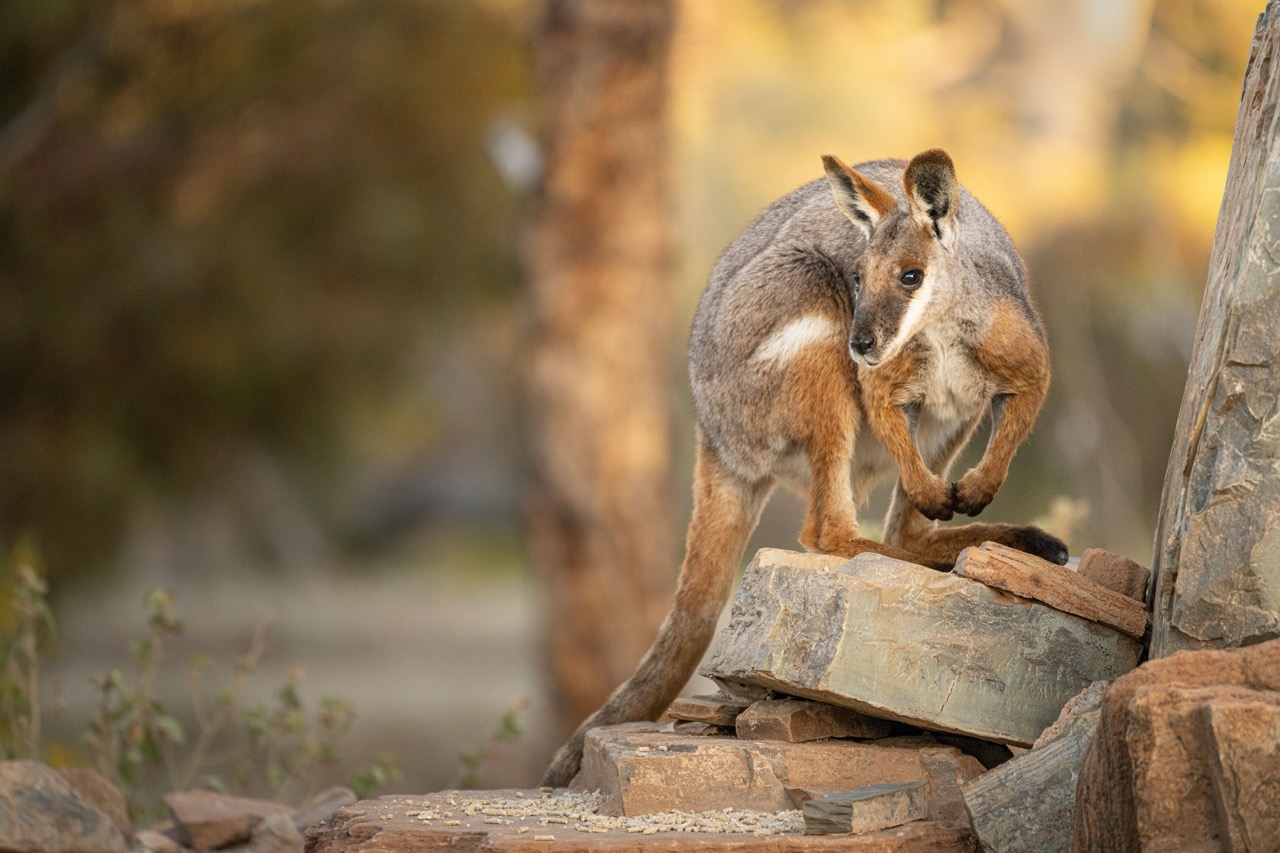 Arkaroola_Wilderness_Sanctuary_Large.jpeg