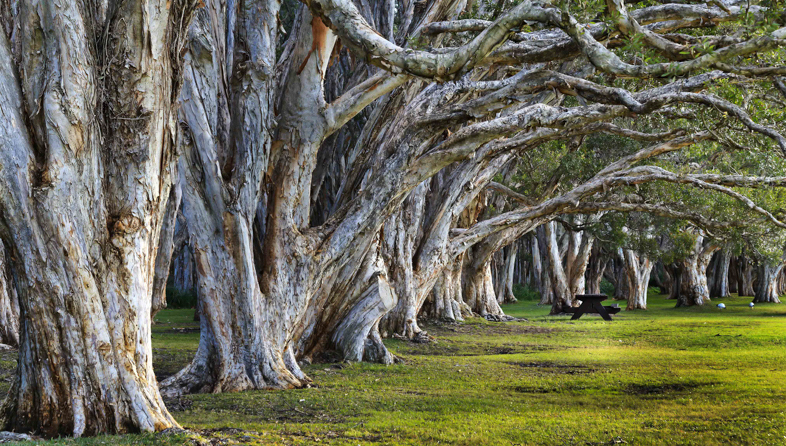 Centennial Park_shutterstock_356417855_786x446.jpeg