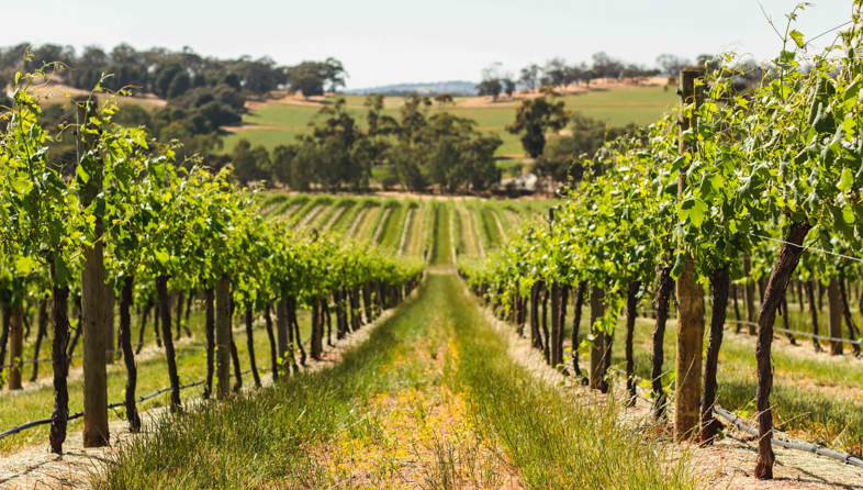 Tasting Australia_shutterstock_1680090193_786x446.jpeg