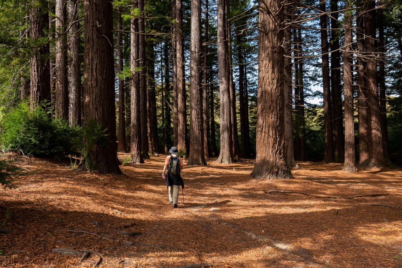 Te Mata Redwood forest final.jpeg