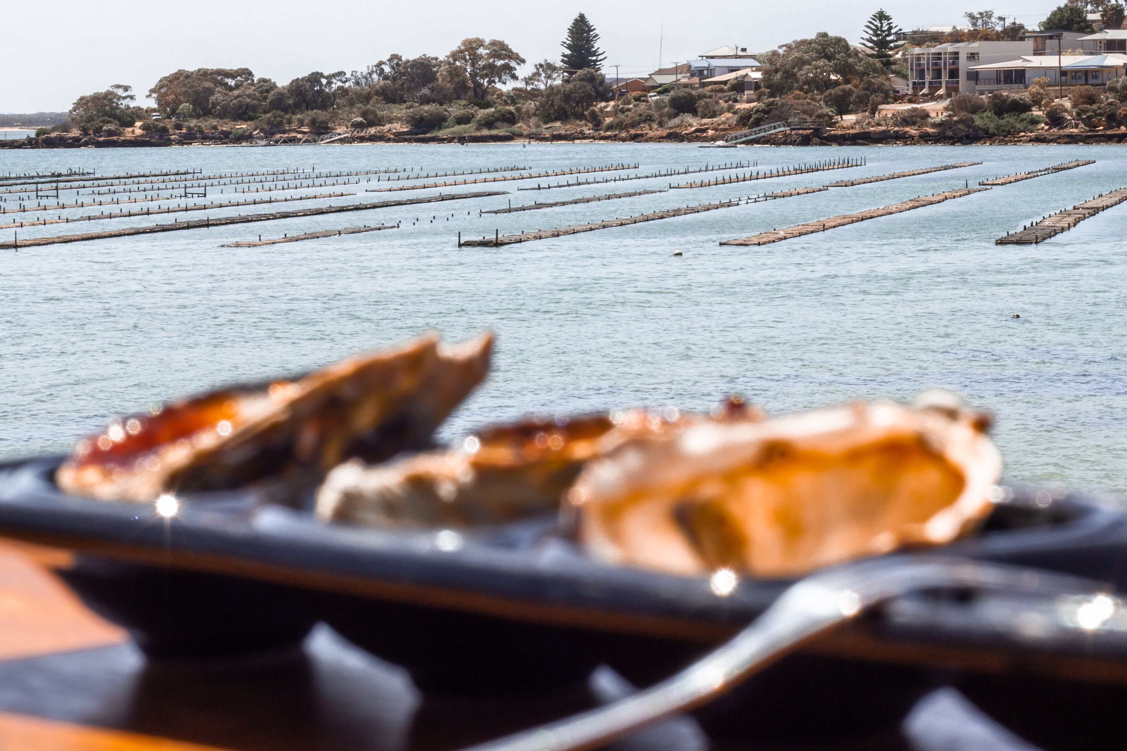 COMPRESSED_Oysters_Coffin_Bay_shutterstock_1682384182-min.jpg