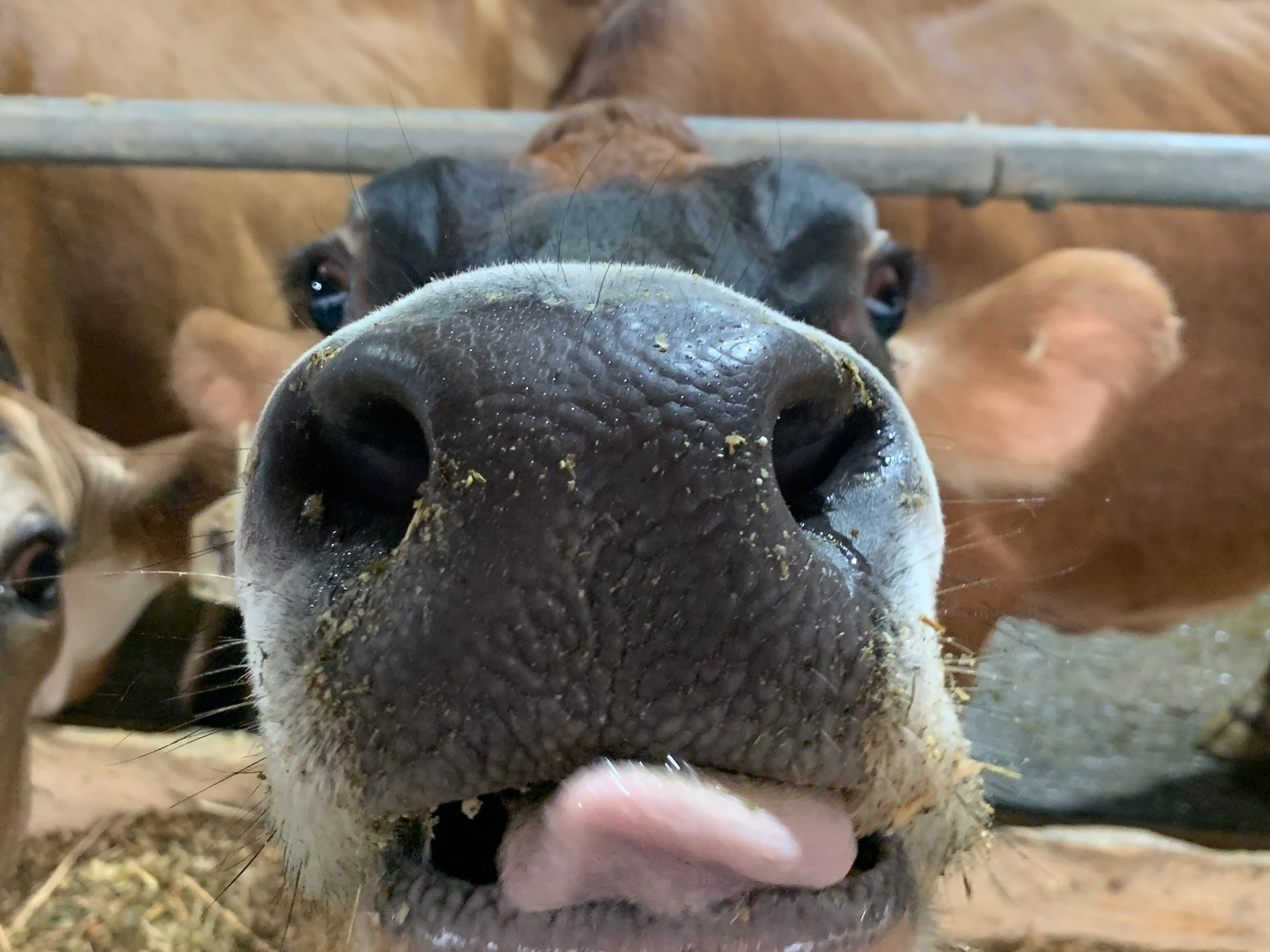 A Visit to the Jones Dairy Farm