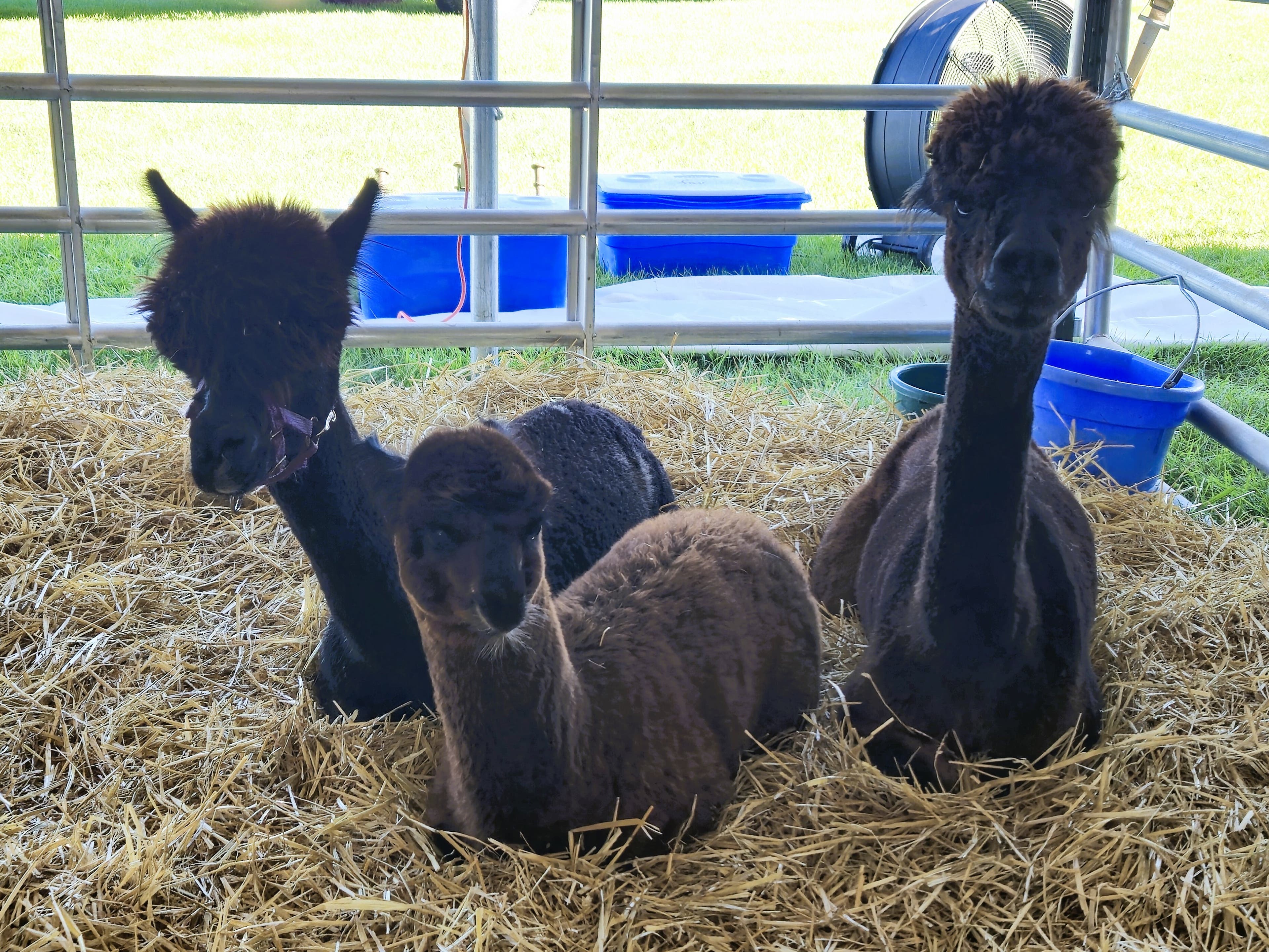 Invenergy Sponsors the Calumet County Fair