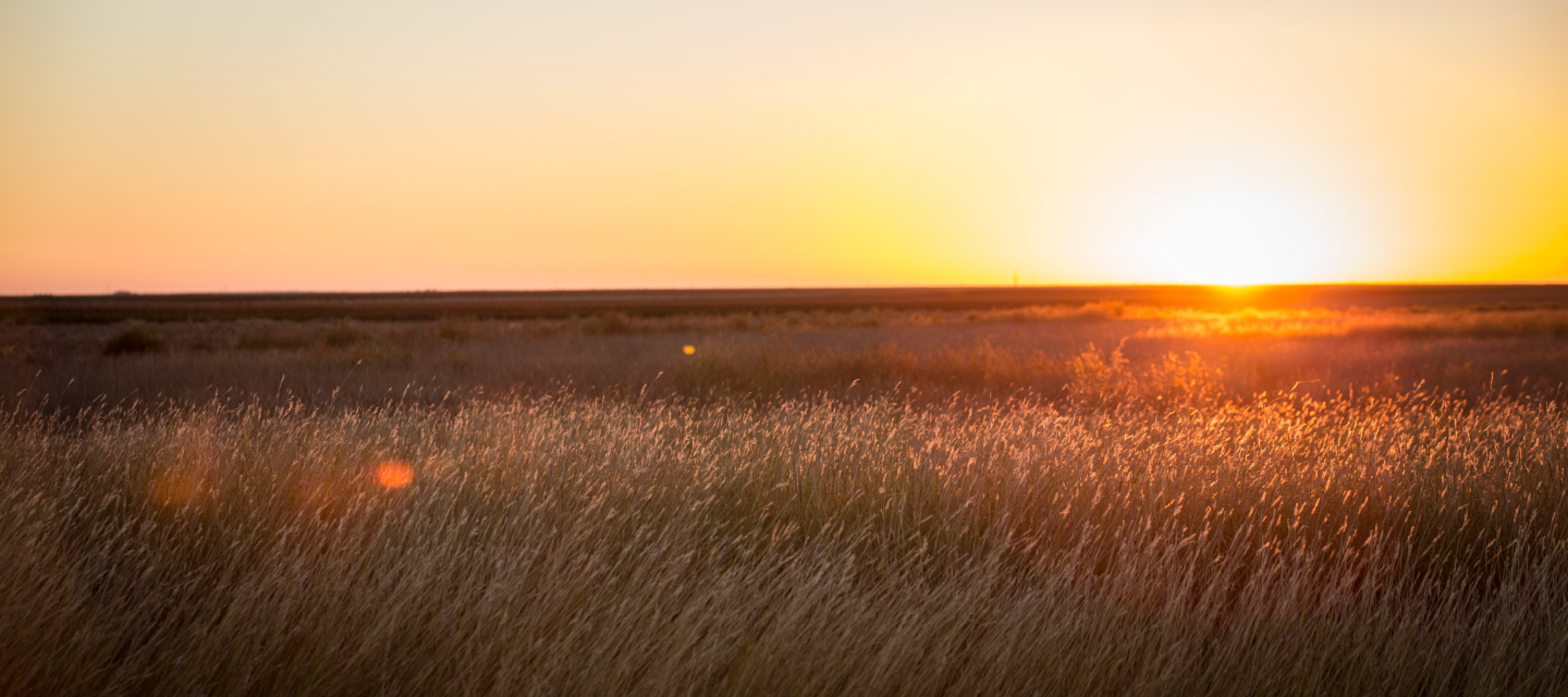 Grain_at_Sunset.png