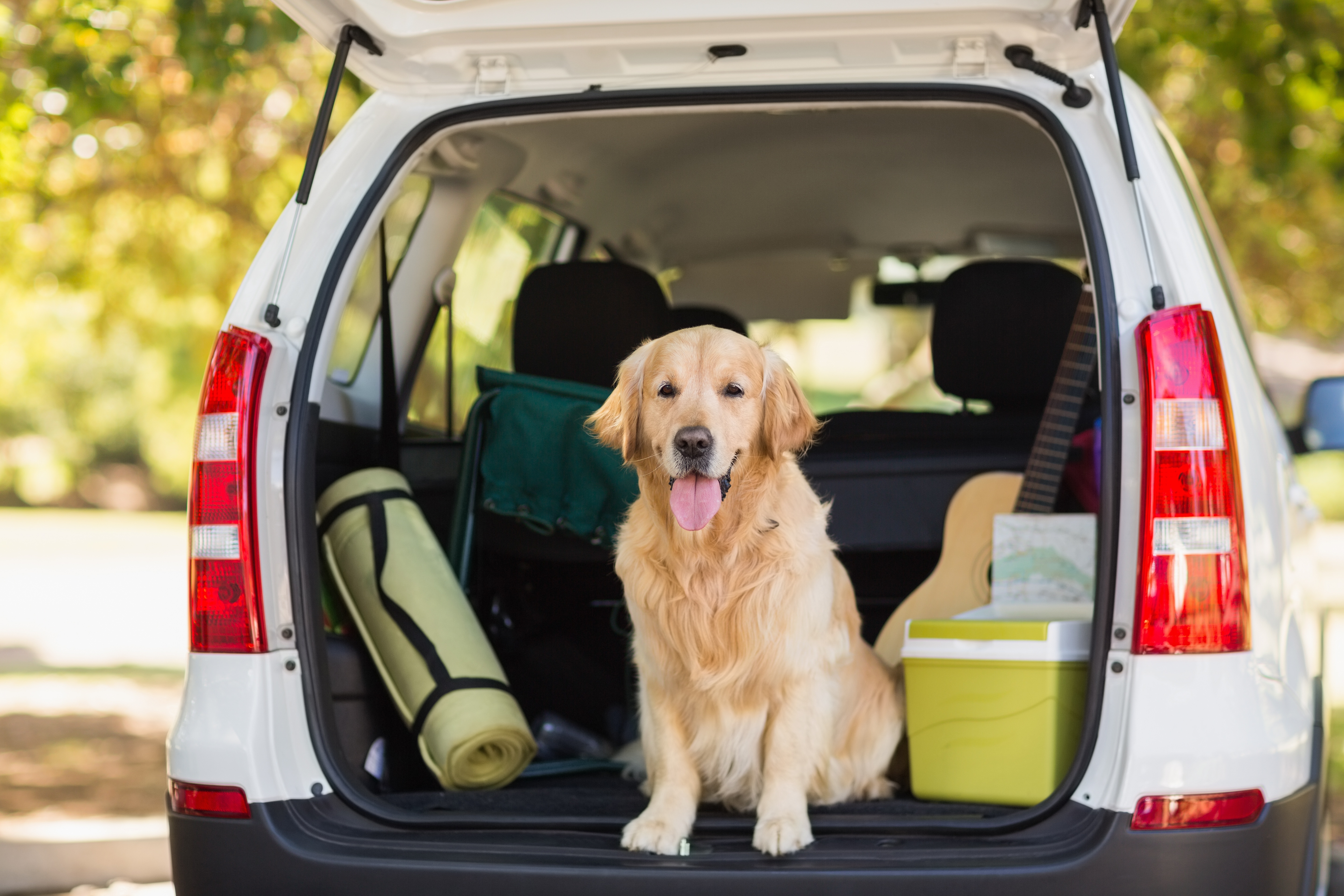 Traveling to Spain With a Dog: Essential Tips for a Smooth Trip