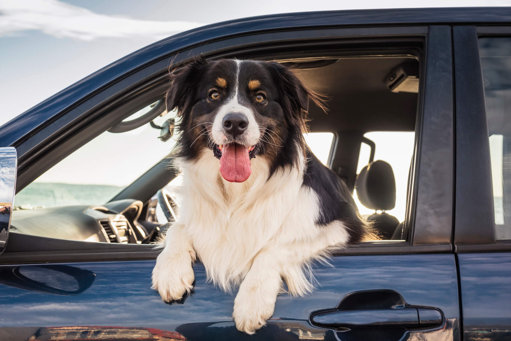 How to Calm down Dogs in the Car: Expert Tips for Stress-Free Rides