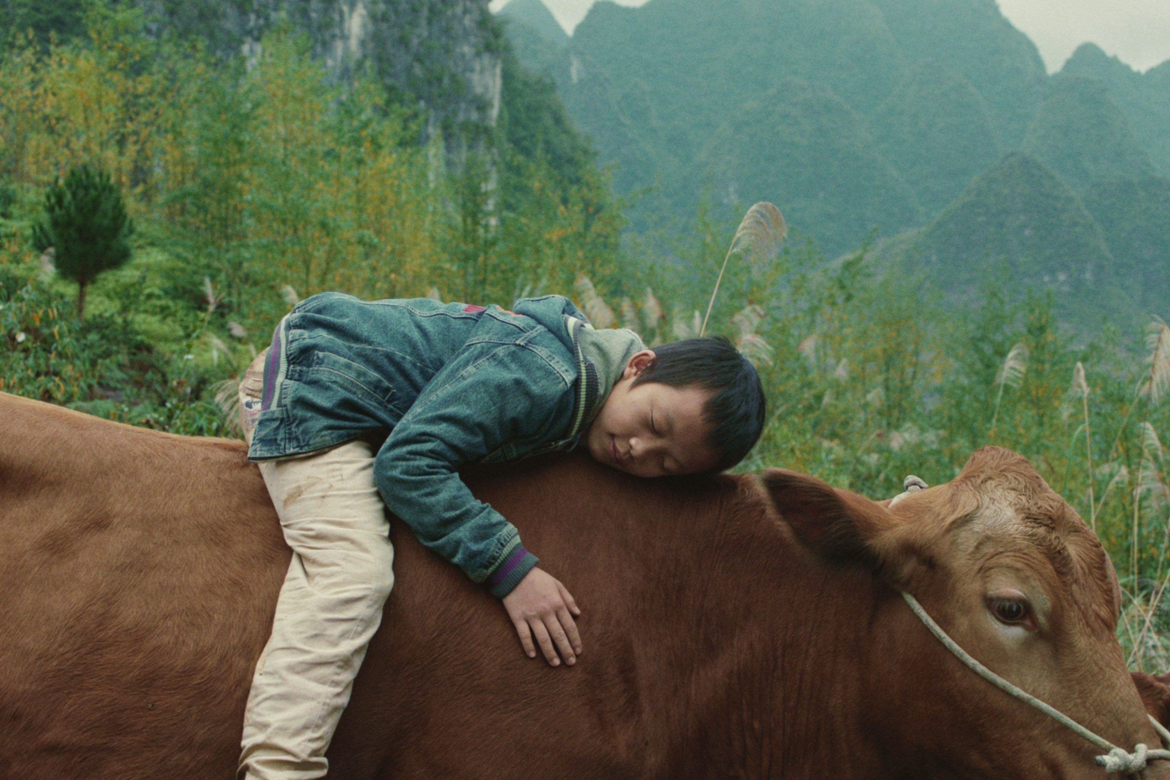 Thumb_Xiaohui and His Cows.jpg