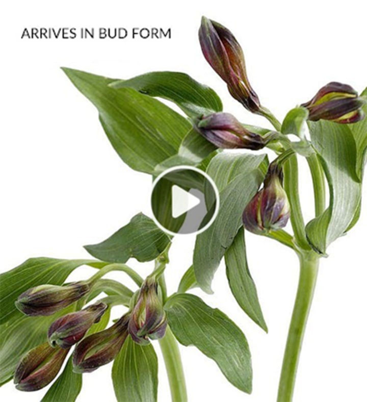Cherished Blooms With 12ct Gourmet Drizzled Strawberries | Berries.com