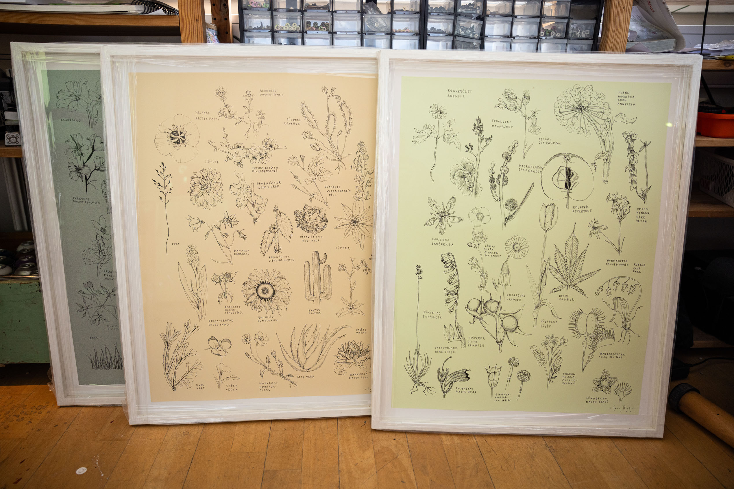 Framed vegetation maps that illustrate some of the plants depicted in artist Sara Riel's mural called Flóran.