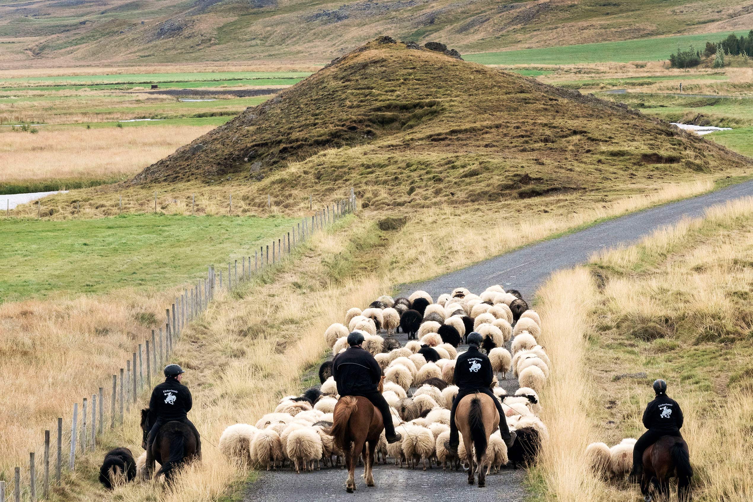 Four horses with horsemen guide a group of sheep at rettir in Iceland