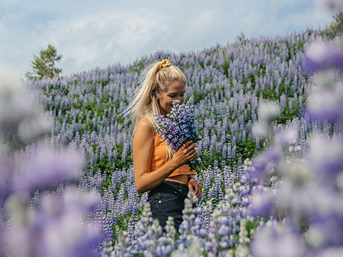 Eine blonde Frau, Ása Steinars, befindet sich in einem Feld mit violetten Lupinen und riecht an einem Blumenstrauß, den sie in einer Hand hält  