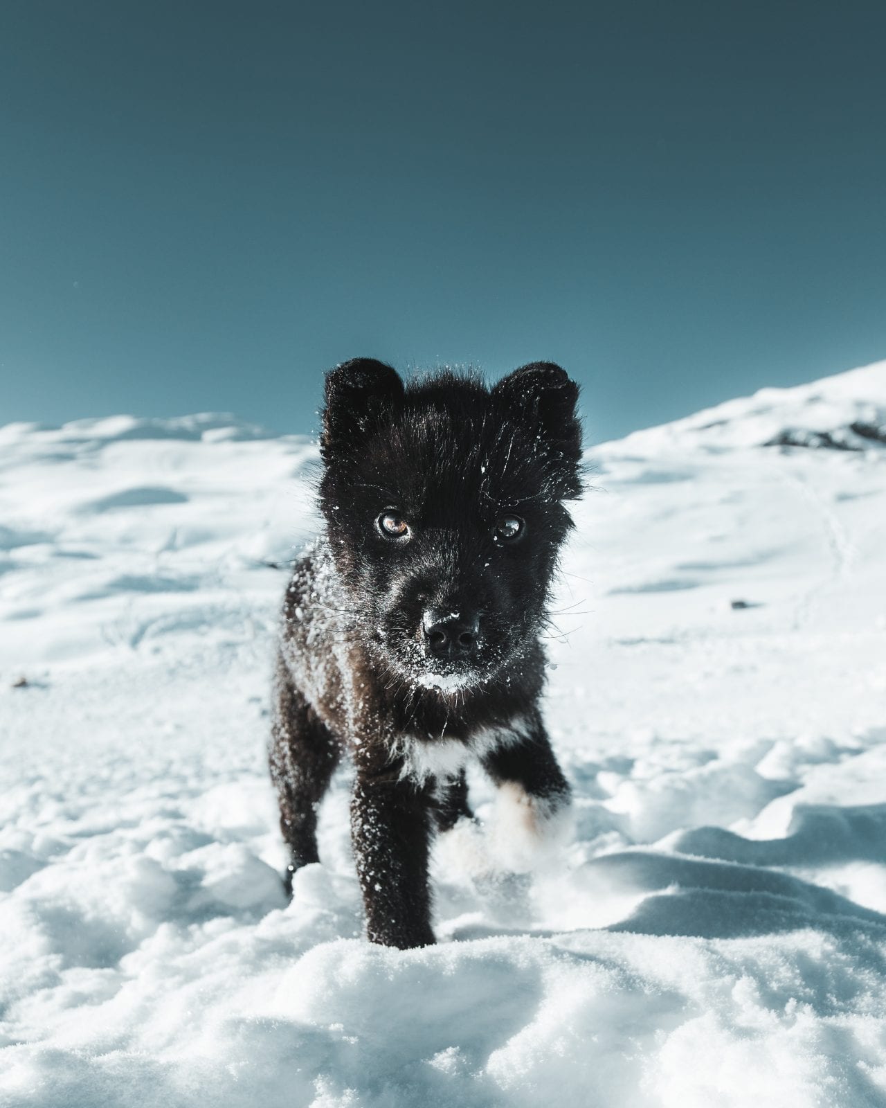 A black arctic fox facing directly into the camera, with a snowy landscape surrounding it