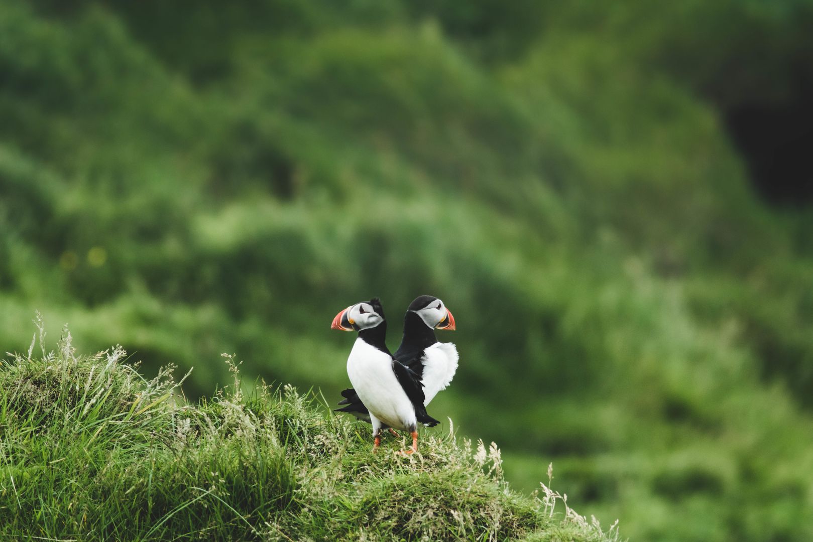 Large-Vestmannaeyjar-Puffin-BenjaminHardman.jpg